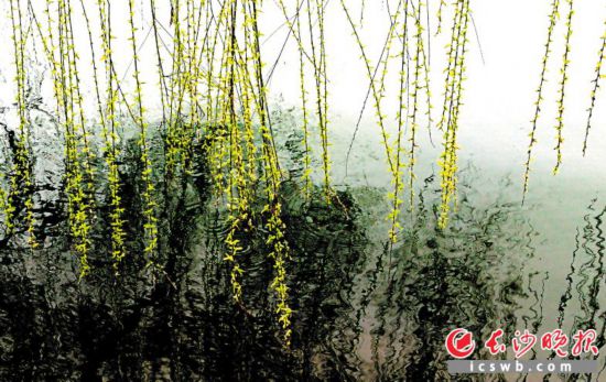 　　←年嘉湖畔，垂下的绿丝绦，在春风中飘荡，诗意尽显。长沙晚报全媒体记者周柏平 摄