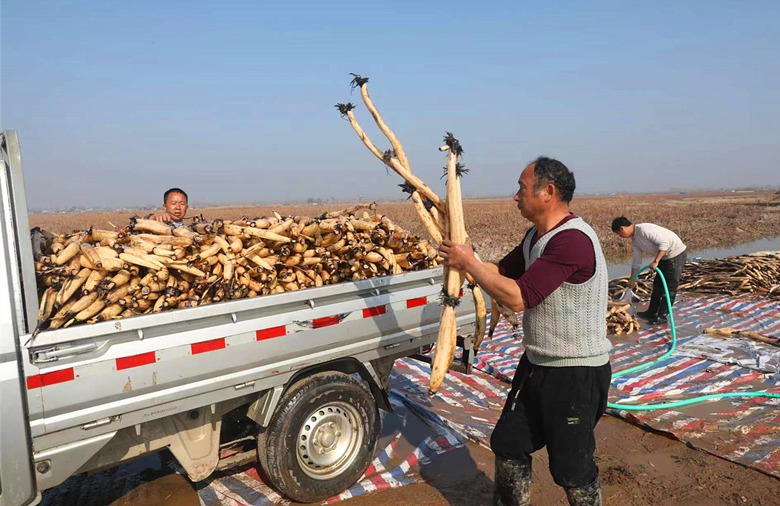 把采挖到的湖藕进行清洗后装车。龙怡兰摄