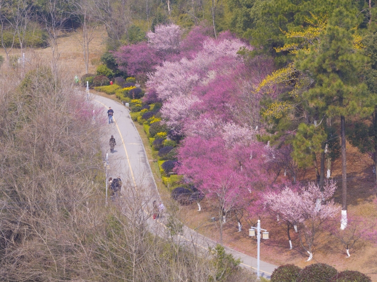图集| 梅花开 岳阳赏春时
